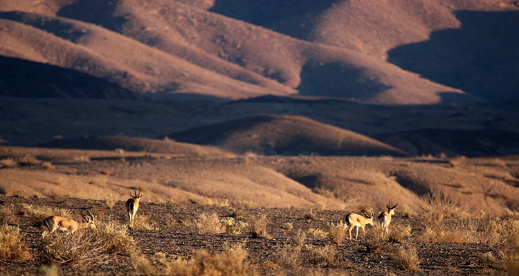 Third Responsive Image